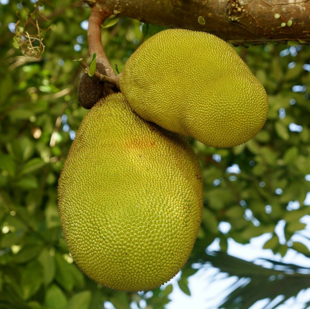 Jackfruit (Artocarpus heterophyllus)