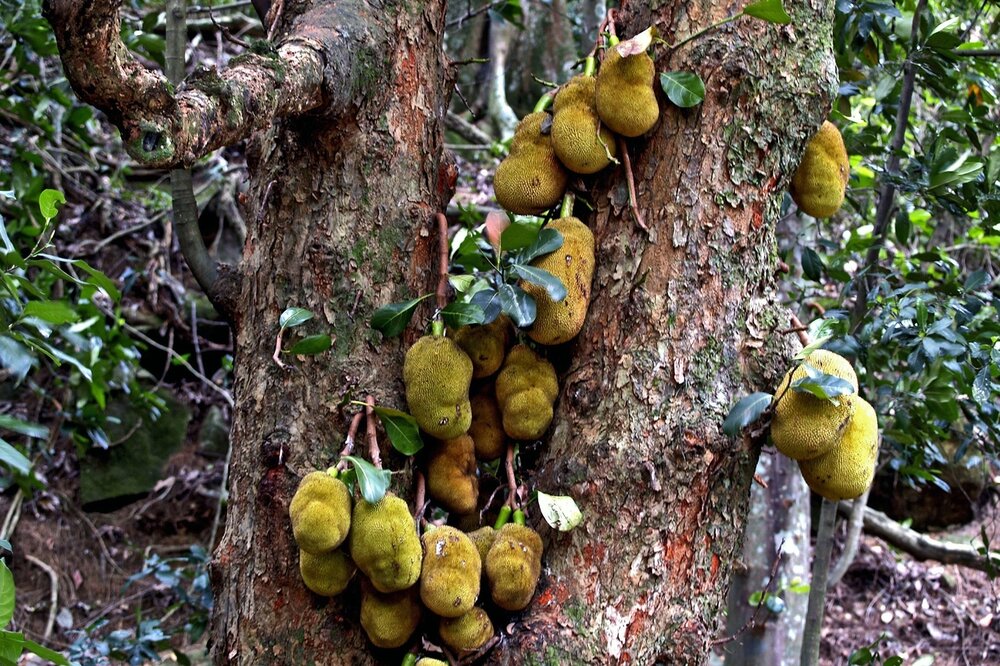 Jackfruit (Artocarpus heterophyllus)