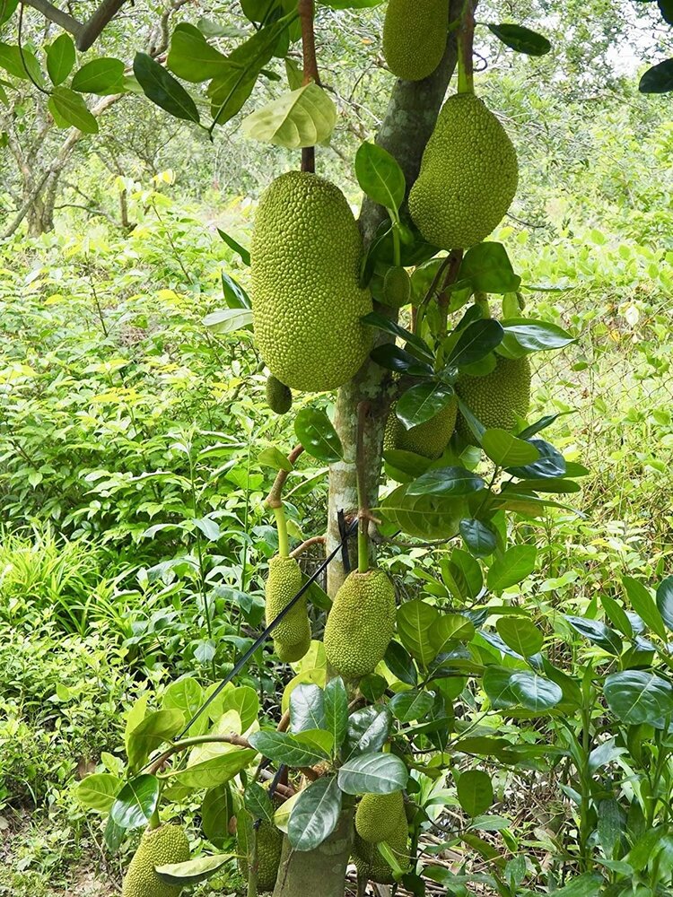 Jackfruit (Artocarpus heterophyllus)