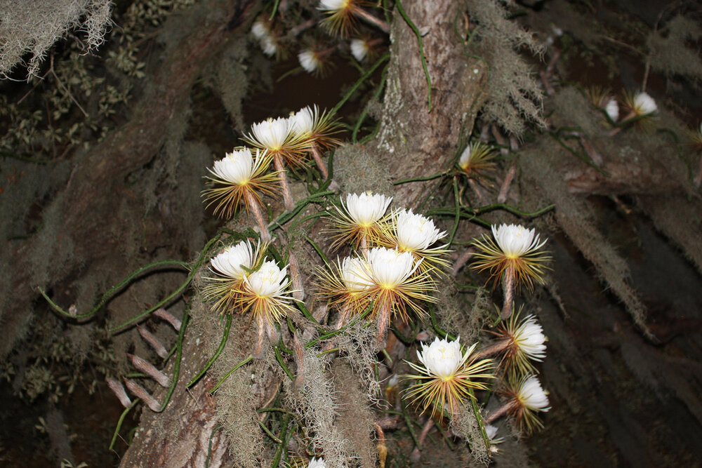 Queen of the Night (Selenicereus grandiflorus)