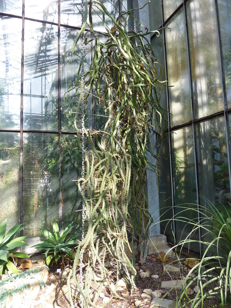 Queen of the Night (Selenicereus grandiflorus)