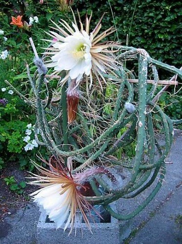 Queen of the Night (Selenicereus grandiflorus)