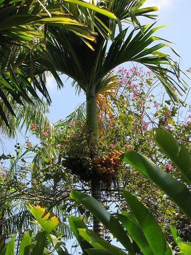 Betel Nut (Areca catechu)