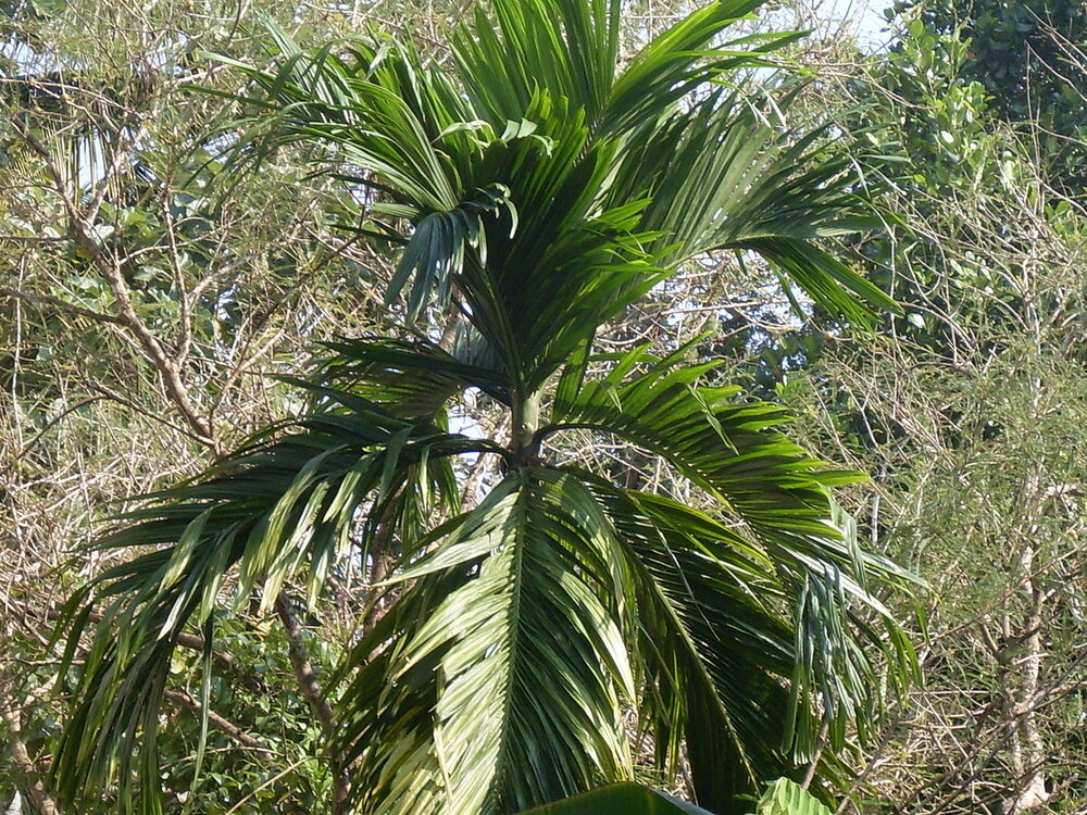 Betel Nut (Areca catechu)