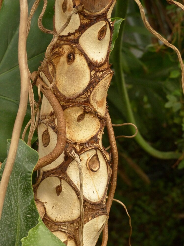 Tree Philodendron (Thaumatophyllum bipinnatifidum)