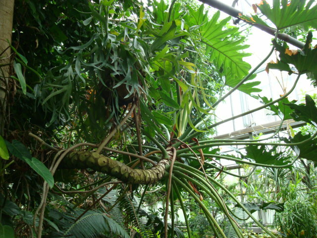 Tree Philodendron (Thaumatophyllum bipinnatifidum)