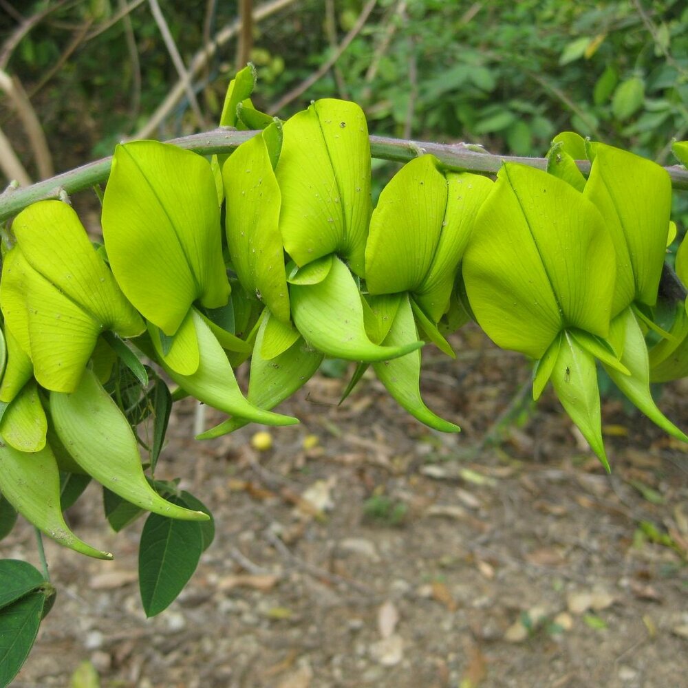 Canary Bird Bush (Crotalaria agatiflora)