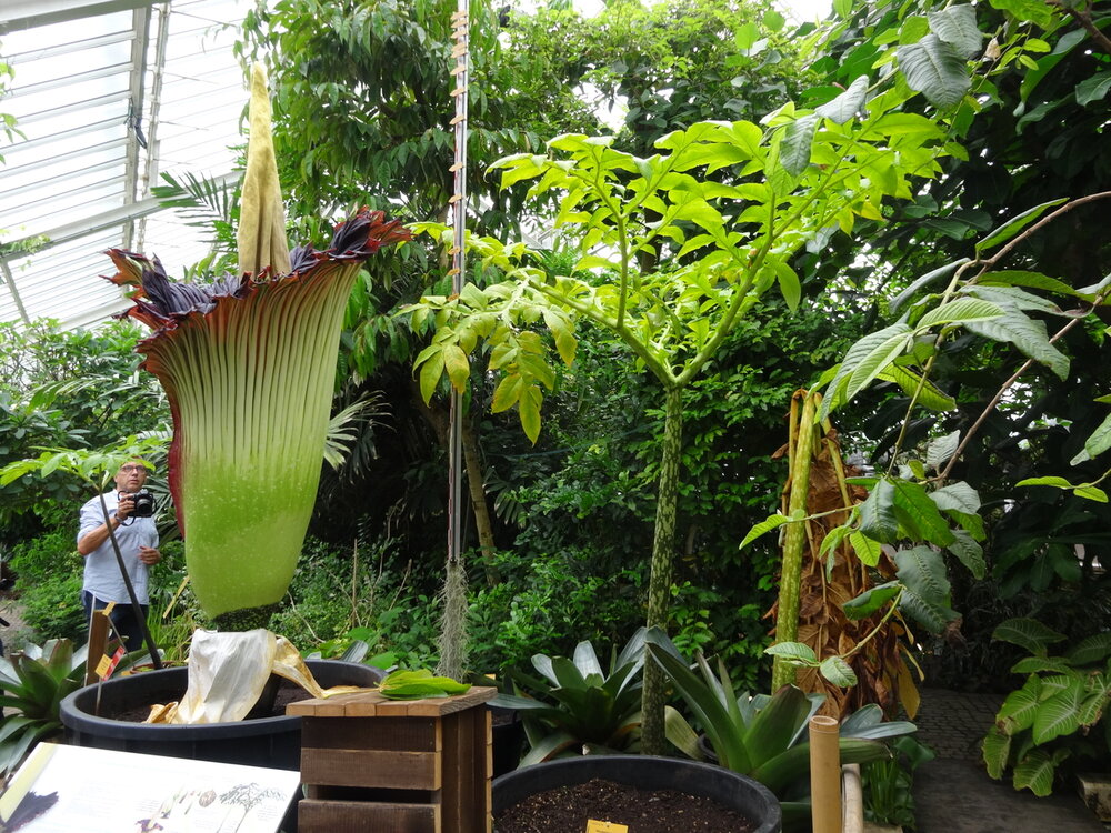 Titan arum (Amorphophallus titanum)