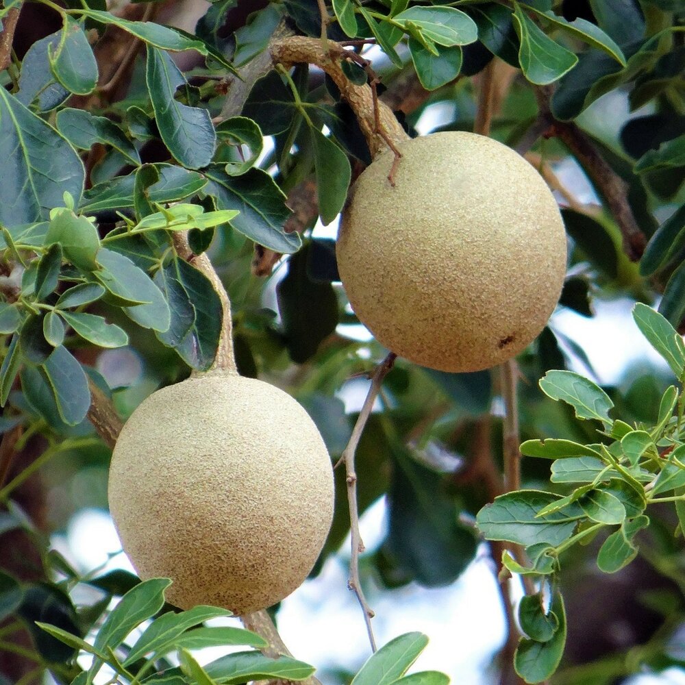 Elephant Apple (Limonia acidissima)