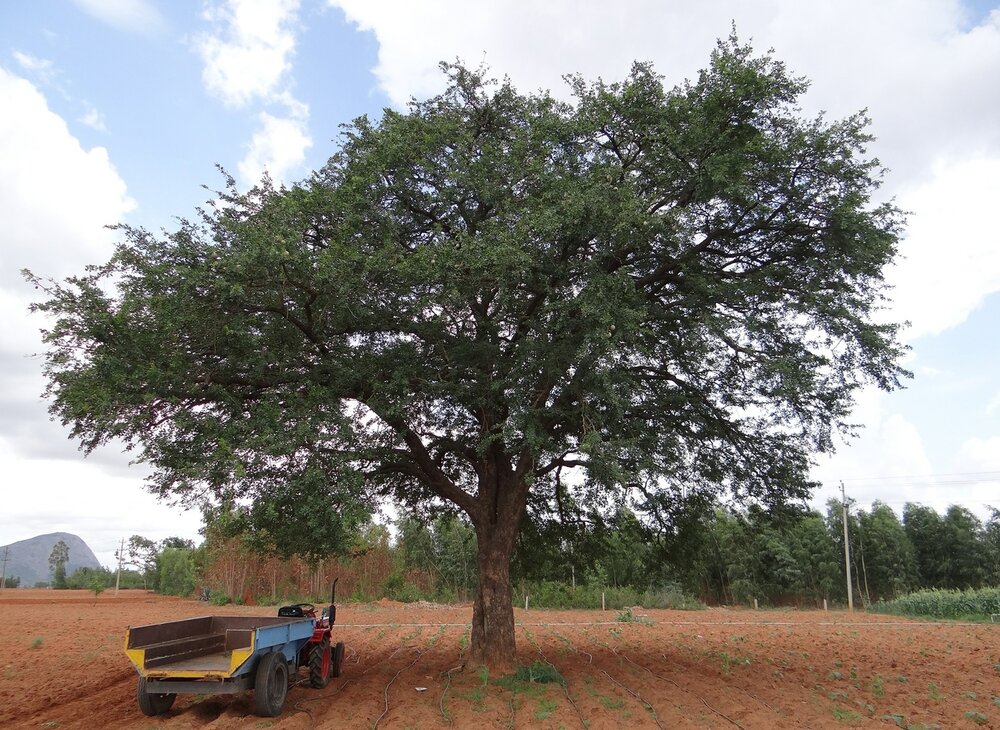 Elephant Apple (Limonia acidissima)