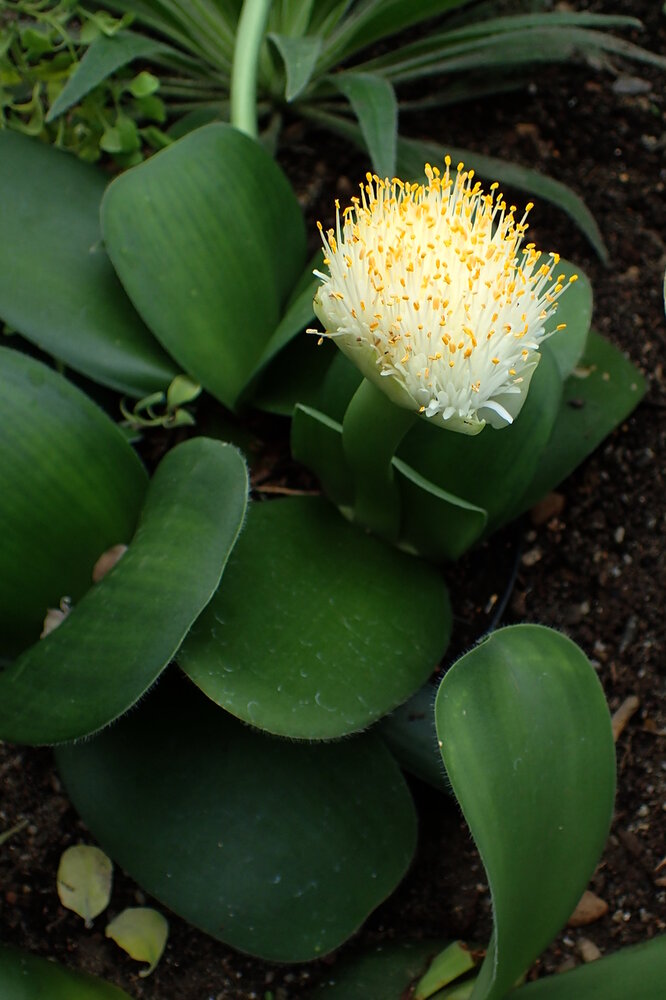 Paintbrush (Haemanthus albiflos)