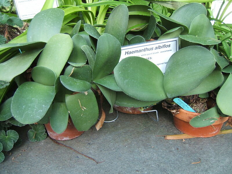 Paintbrush (Haemanthus albiflos)