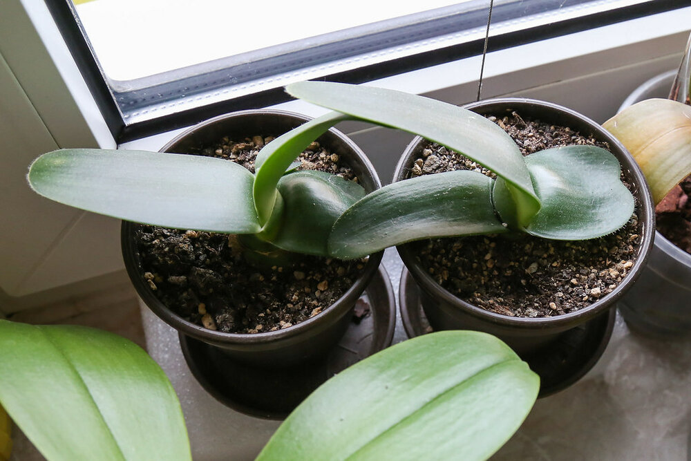 Paintbrush (Haemanthus albiflos)