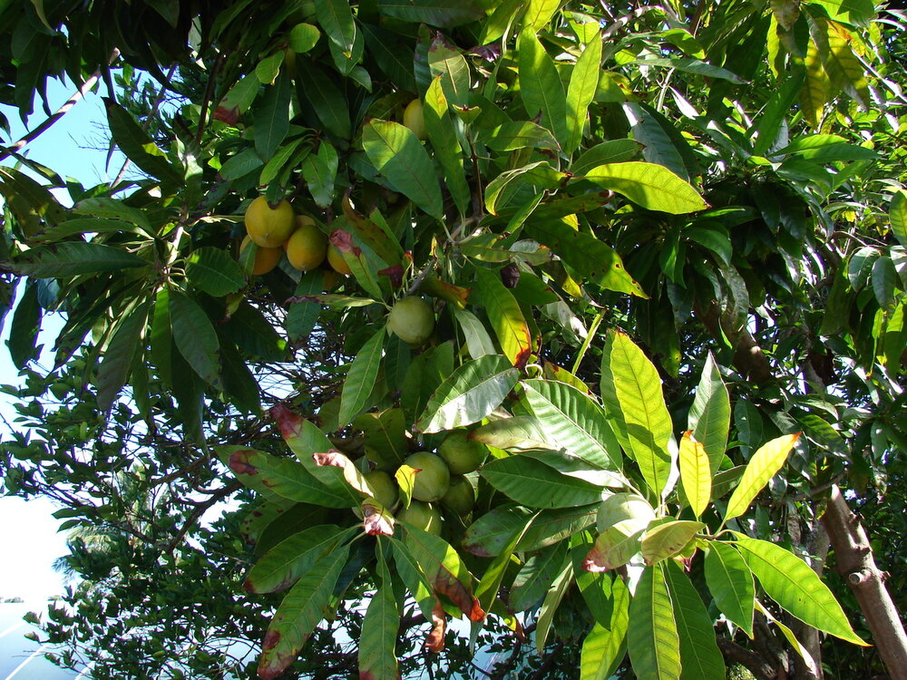Canistel (Pouteria campechiana)