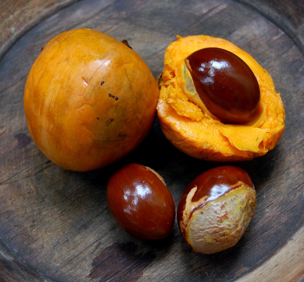 Canistel (Pouteria campechiana)