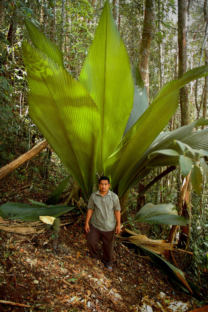 Joey Palm (Johannesteijsmannia altifrons)