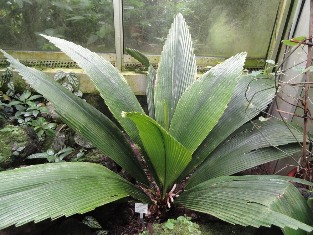Joey Palm (Johannesteijsmannia altifrons)
