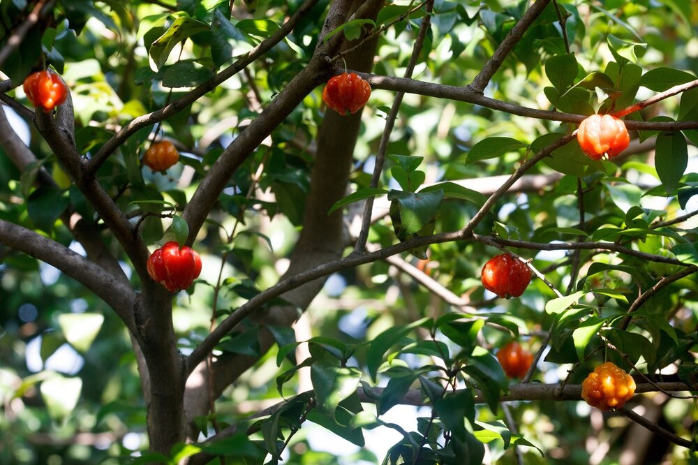 Suriname Cherry (Eugenia uniflora)