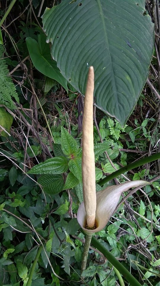 Aroid (Amorphophallus variabilis)