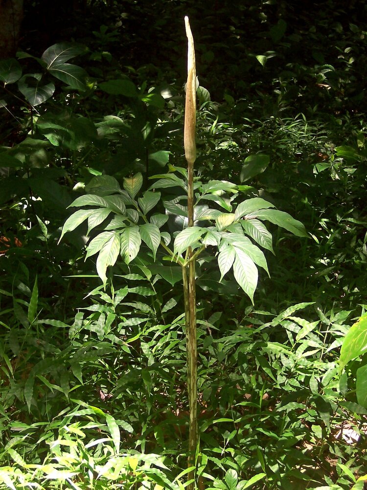 Aroid (Amorphophallus variabilis)