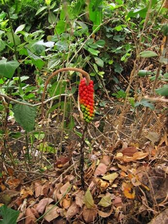 Aroid (Amorphophallus variabilis)