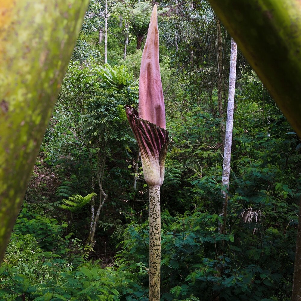 Aroid (Amorphophallus gigas)
