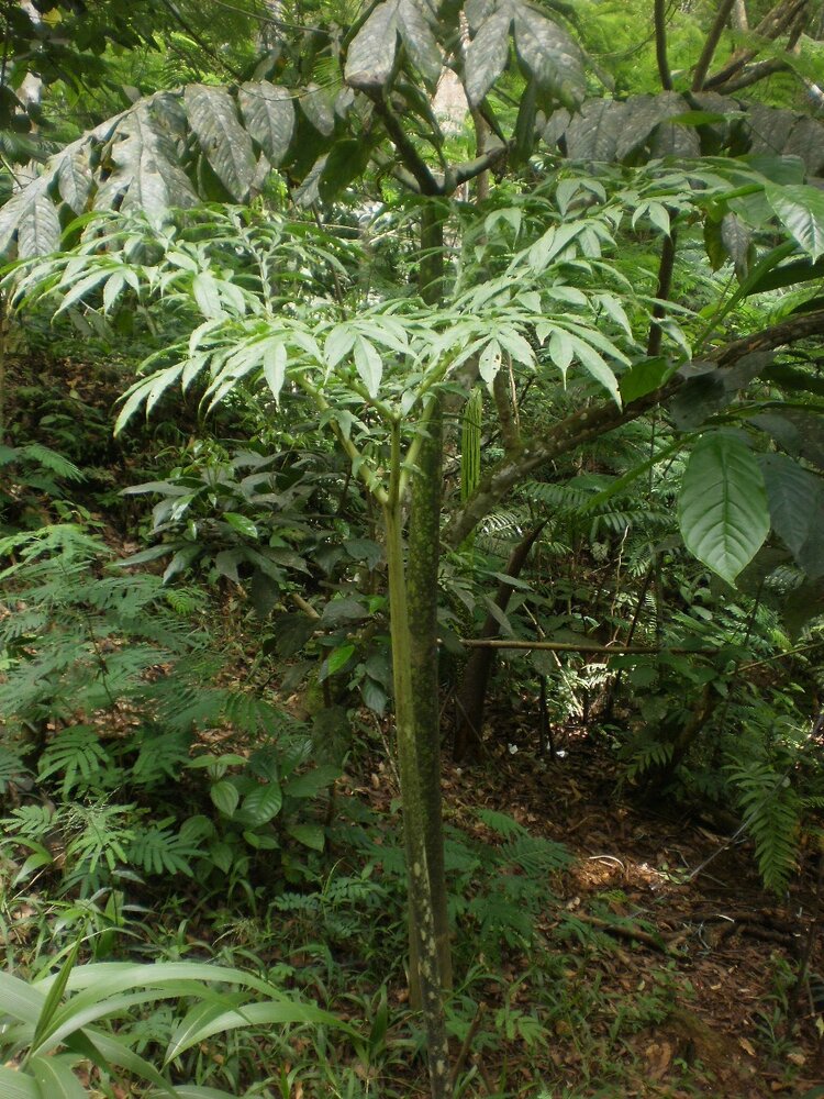 Aroid (Amorphophallus gigas)