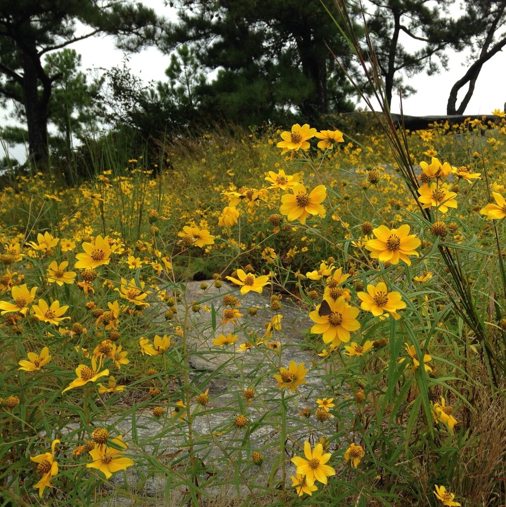 Porter's Sunflower (Helianthus porteri)