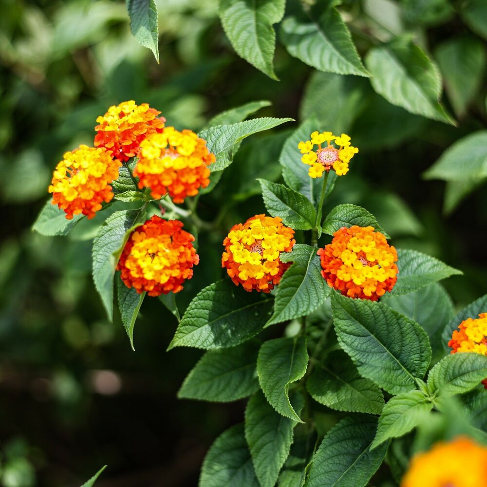 Common Lantana (Lantana camara)