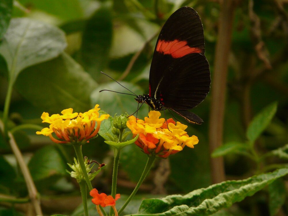 Common Lantana (Lantana camara)
