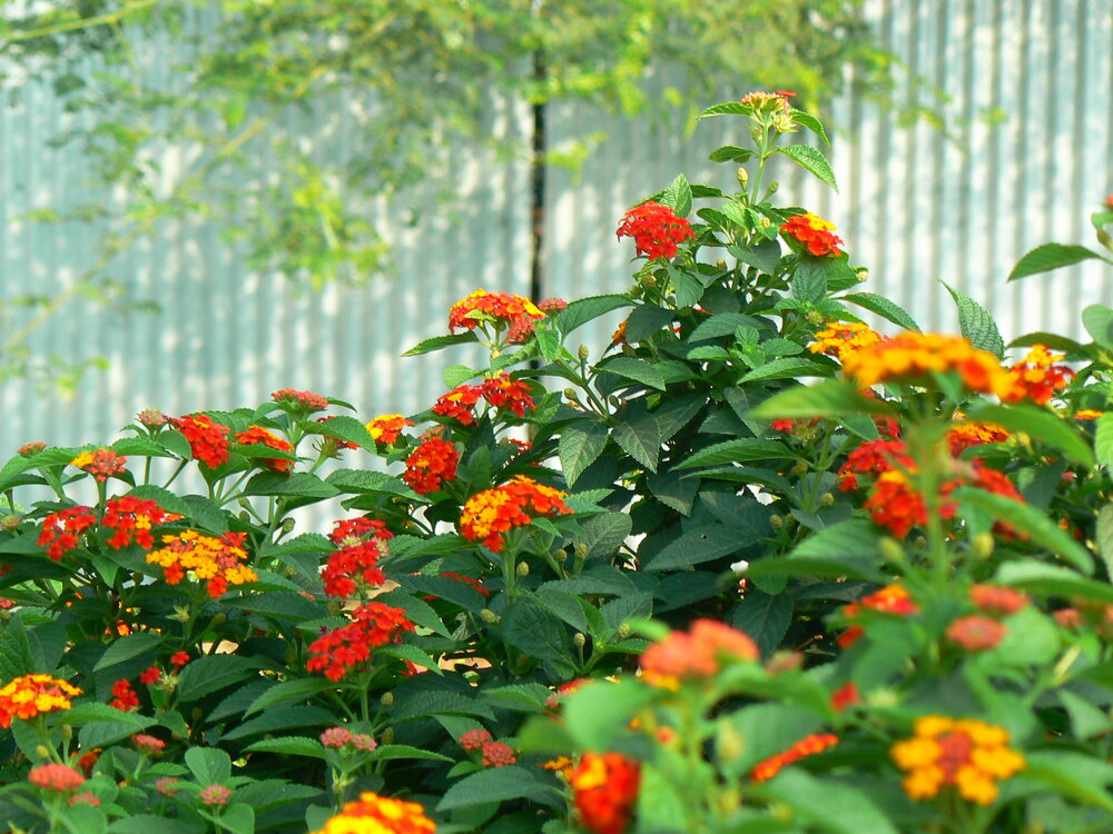 Common Lantana (Lantana camara)