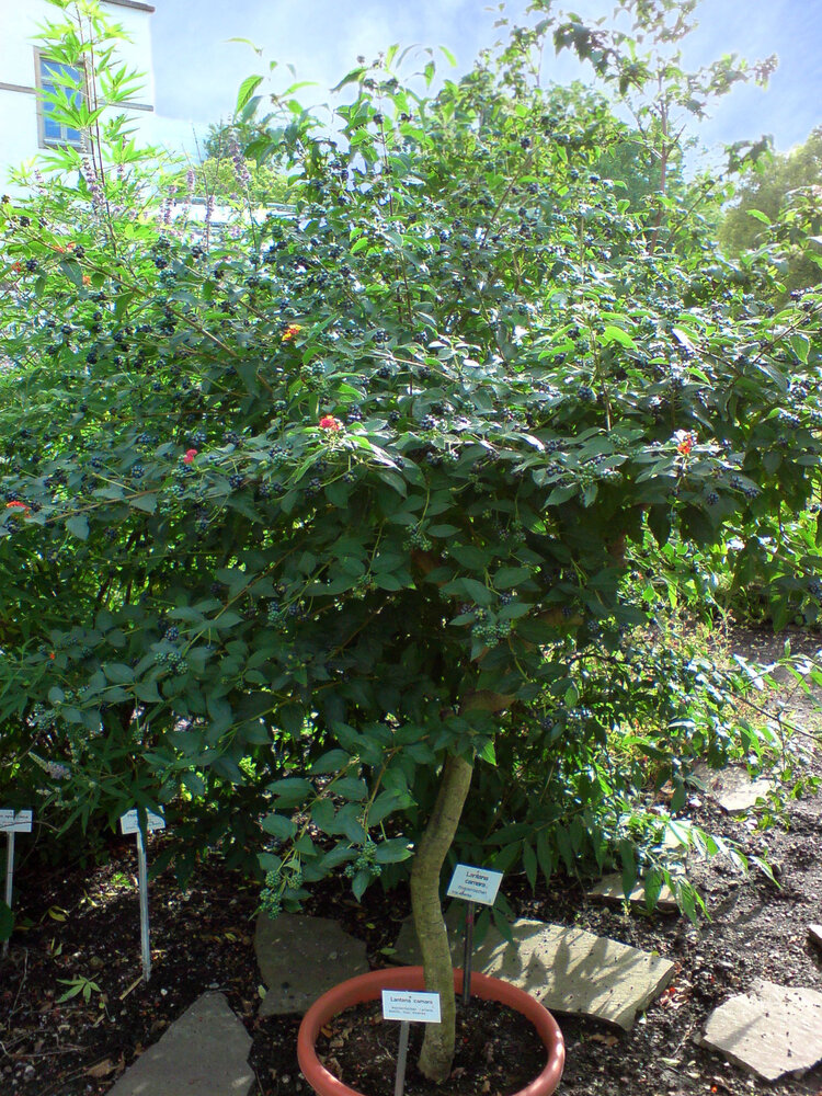 Common Lantana (Lantana camara)