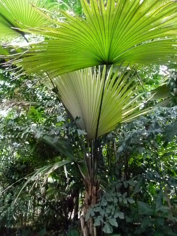 White Elephant Palm (Kerriodoxa elegans)