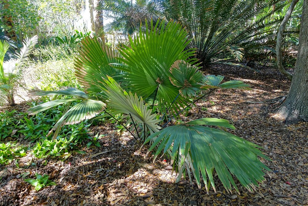 White Elephant Palm (Kerriodoxa elegans)