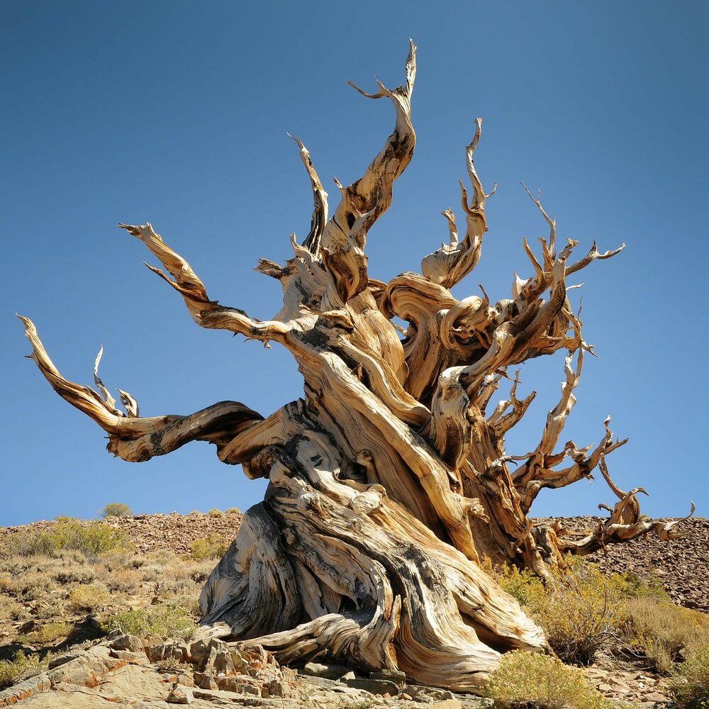 Bristlecone Pine (Pinus longaeva)