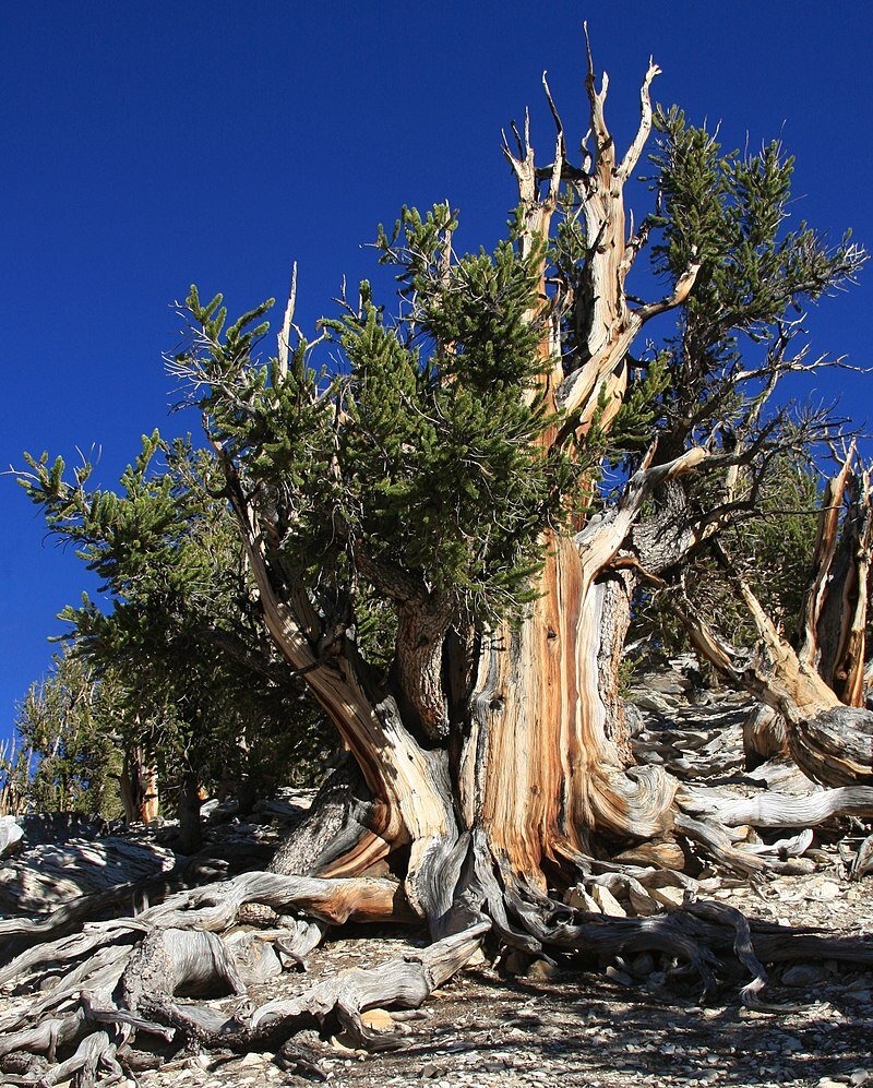 Bristlecone Pine (Pinus longaeva)