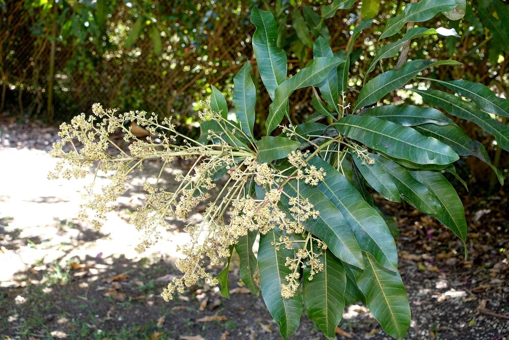 Sri Lankan mango (Mangifera zeylanica)