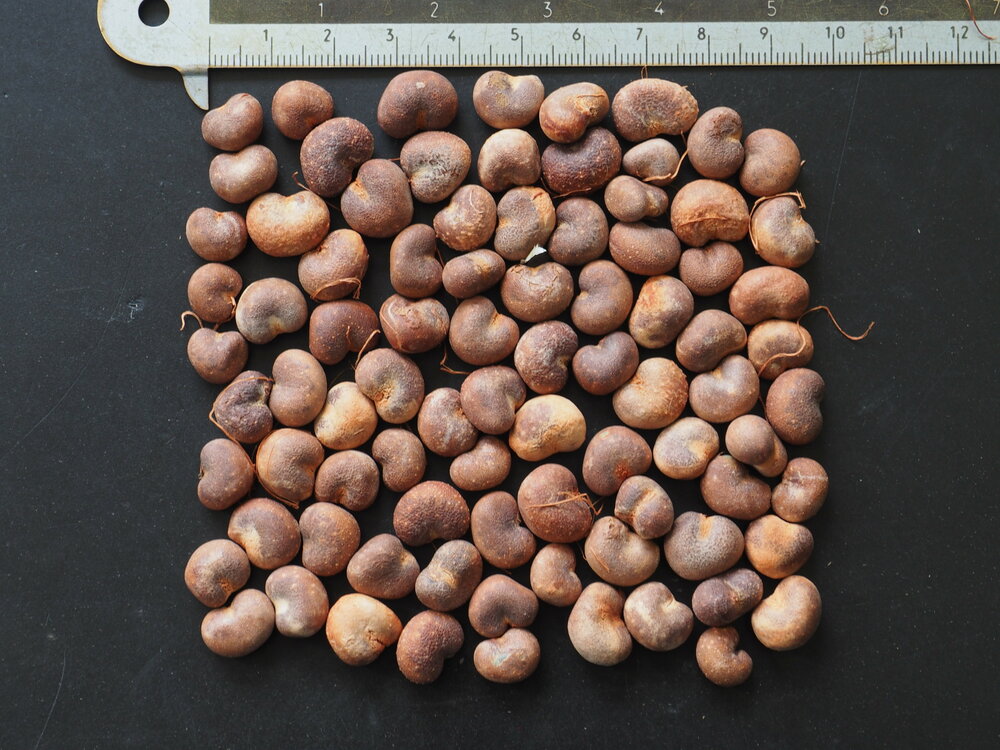 African Baobab (Adansonia digitata)