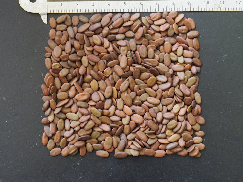 Persian Silk Tree (Albizia julibrissin 'E.H. Wilson')