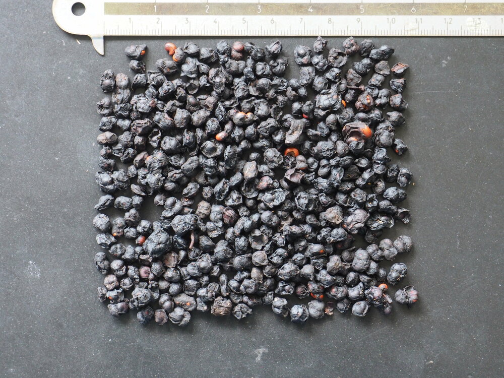 Five-flavour-fruit (Schisandra chinensis)