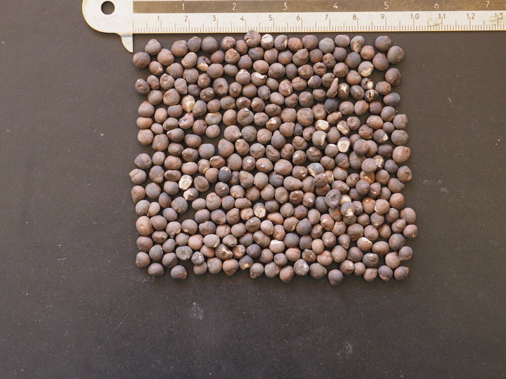 Kapok Tree (Ceiba pentandra)