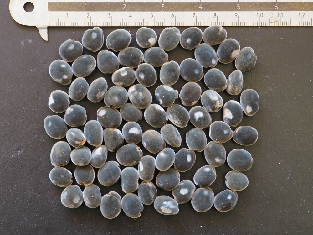 Black Pearl Tree (Majidea zanguebarica)