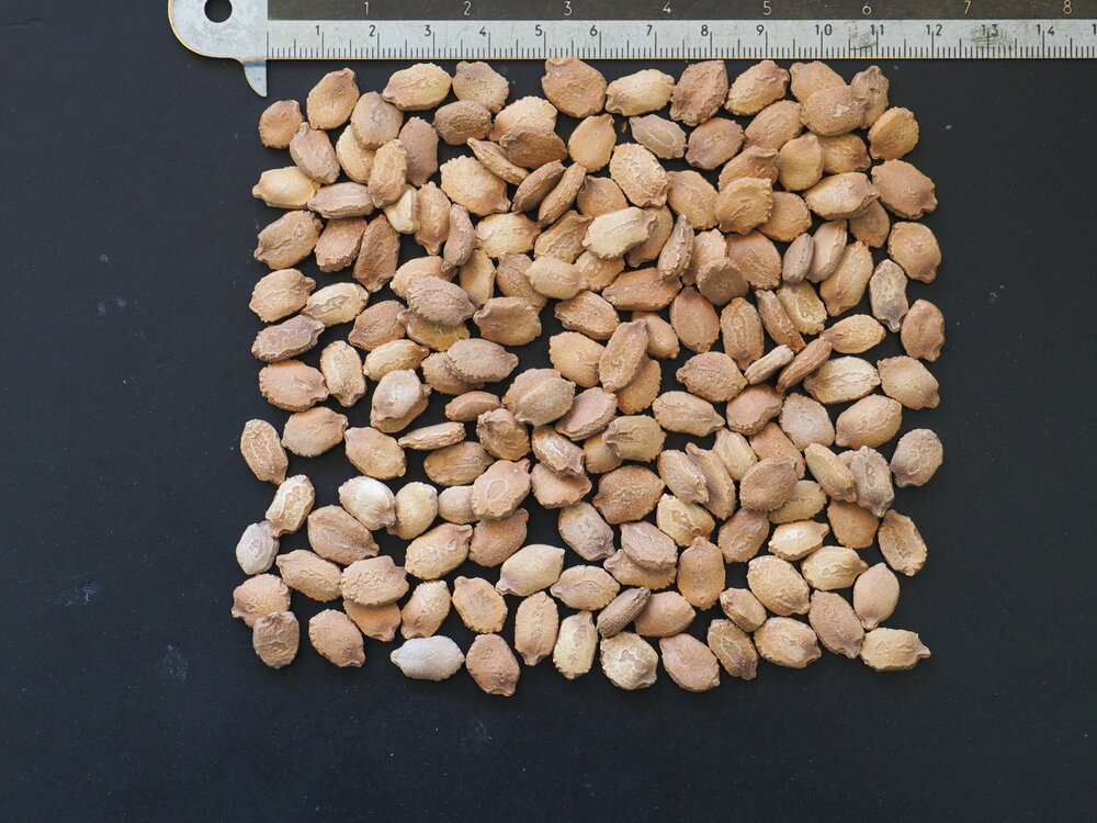 Bittermelon (Momordica charantia)