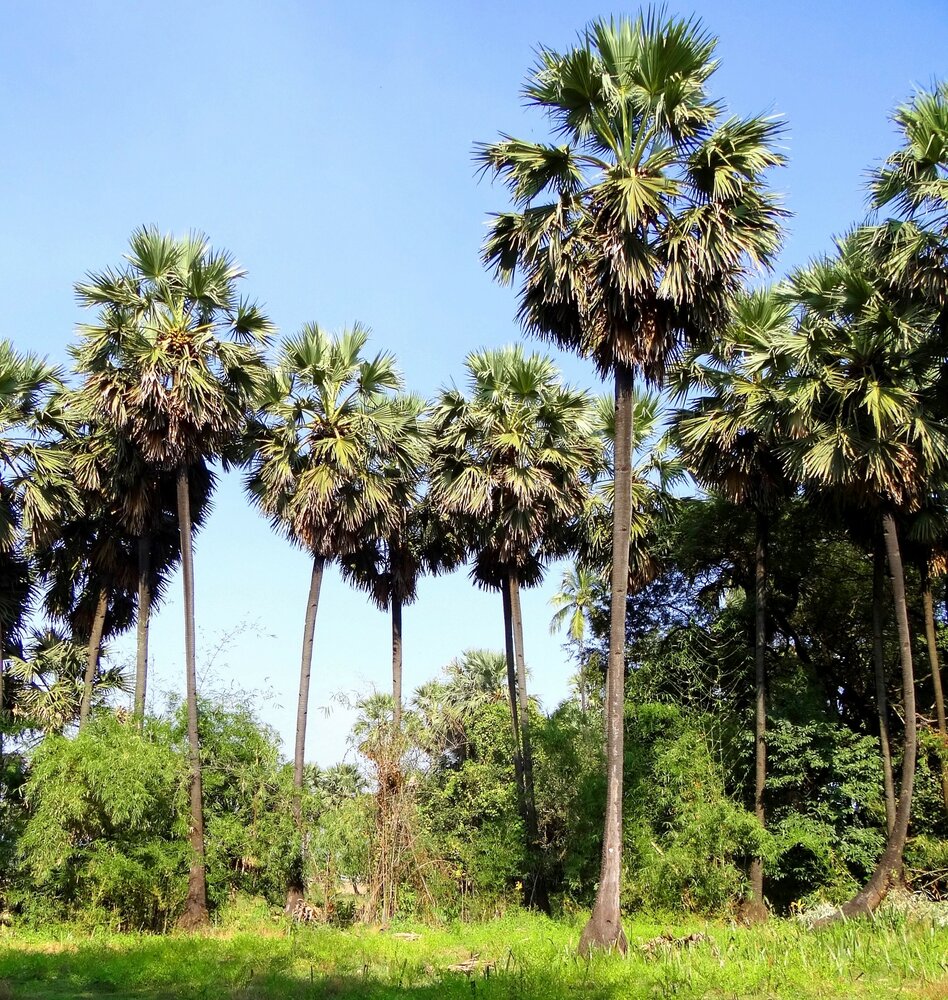 Palmyra palm (Borassus flabellifer)