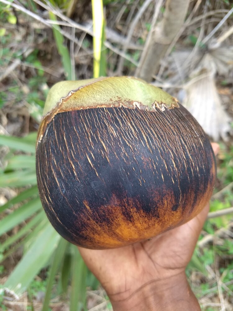 Palmyra palm (Borassus flabellifer)