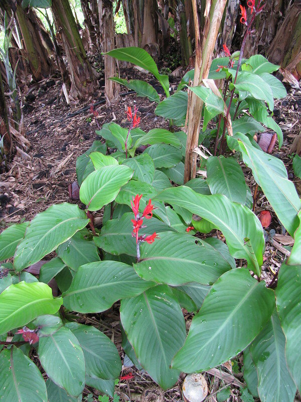 Canna lily (Canna indica)