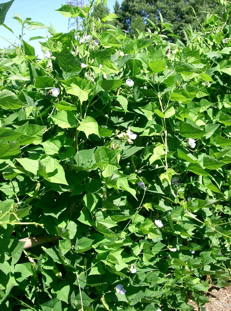 Winged bean (Psophocarpus tetragonolobus)