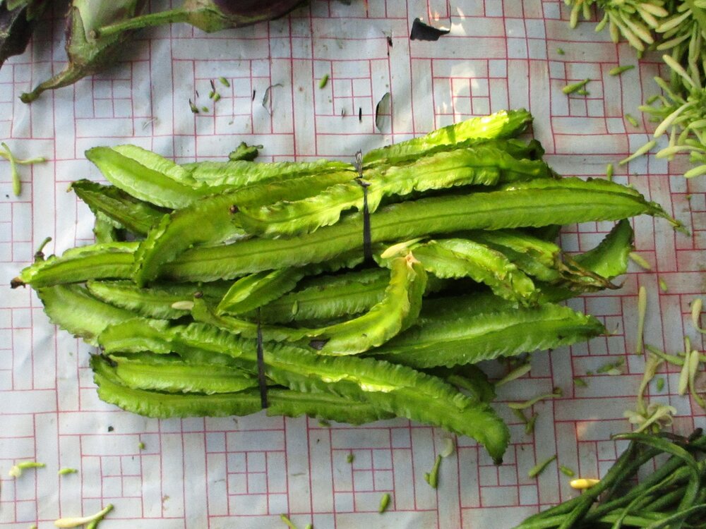 Winged bean (Psophocarpus tetragonolobus)