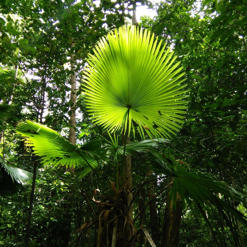 Footstool palm (Saribus rotundifolia)