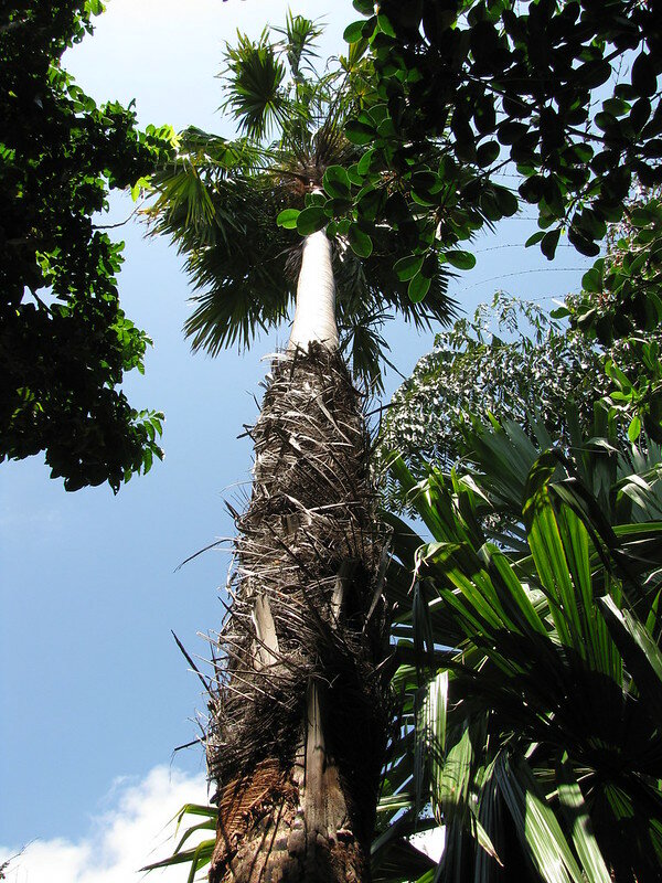 Footstool palm (Saribus rotundifolia)